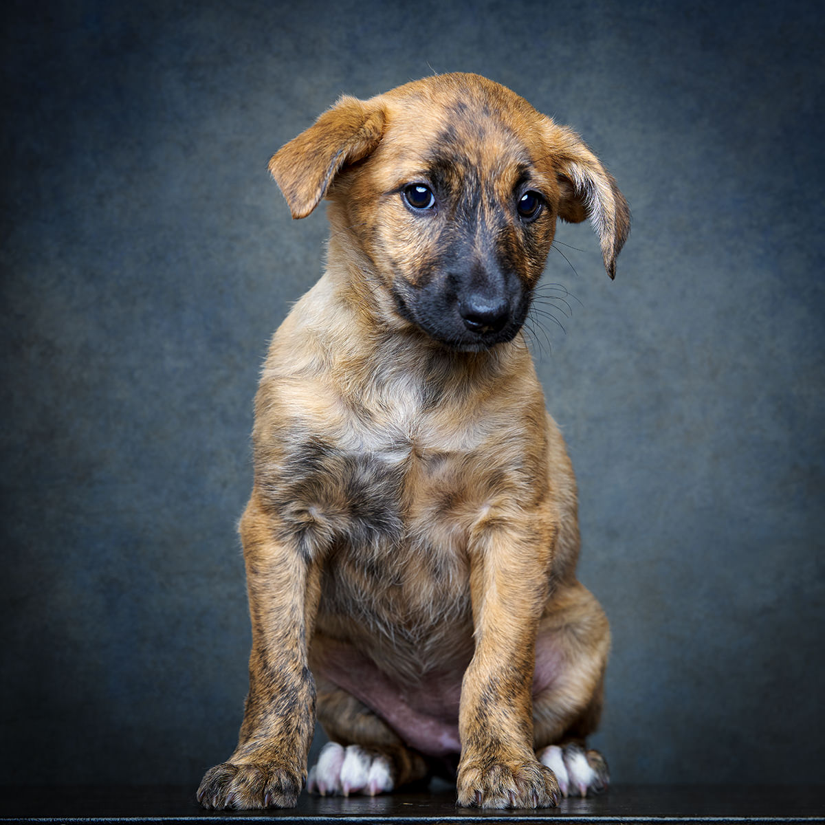 Retrato de Kenzo, cão para adoção em Leiria