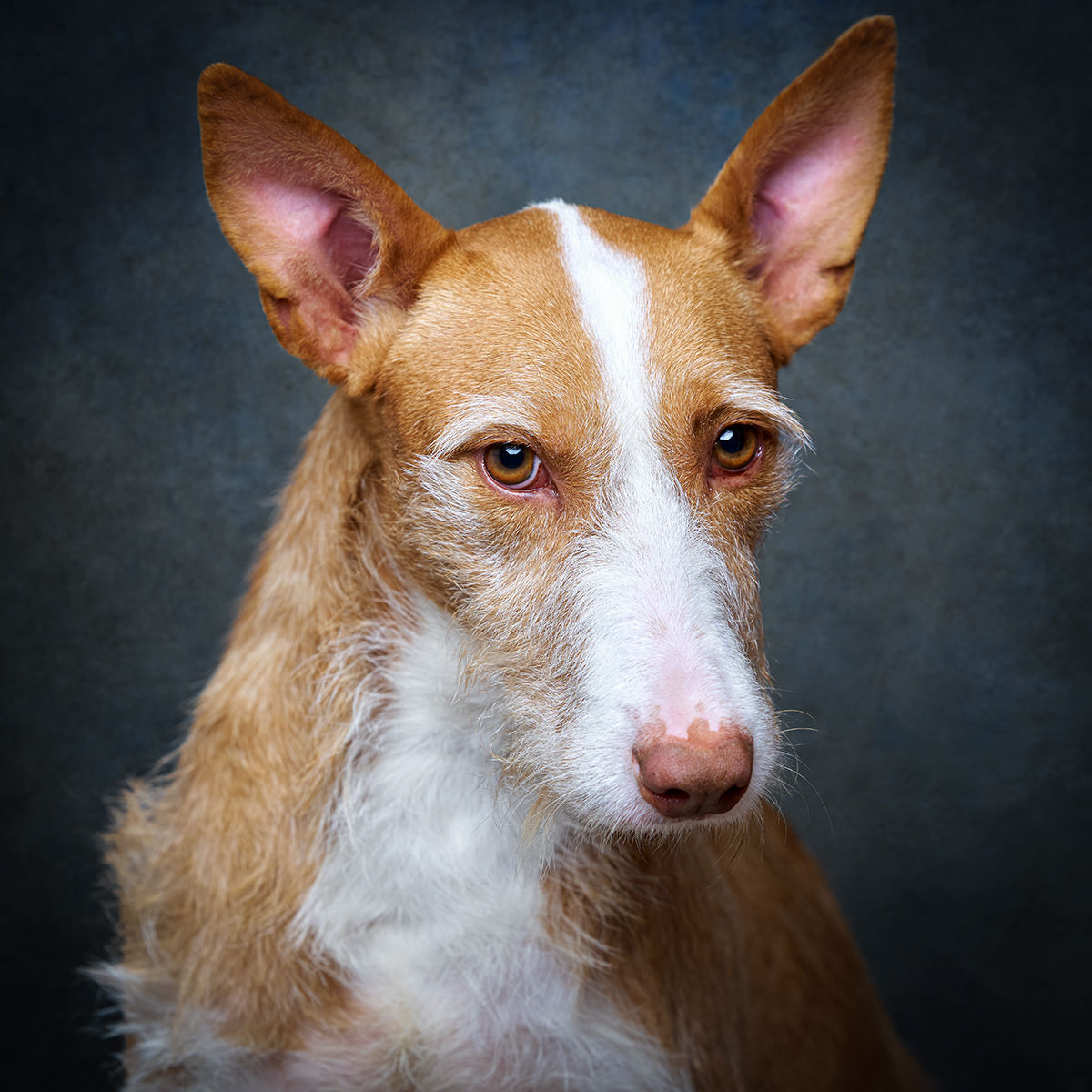 Retrato de Podenga, cadela para adoção em Leiria