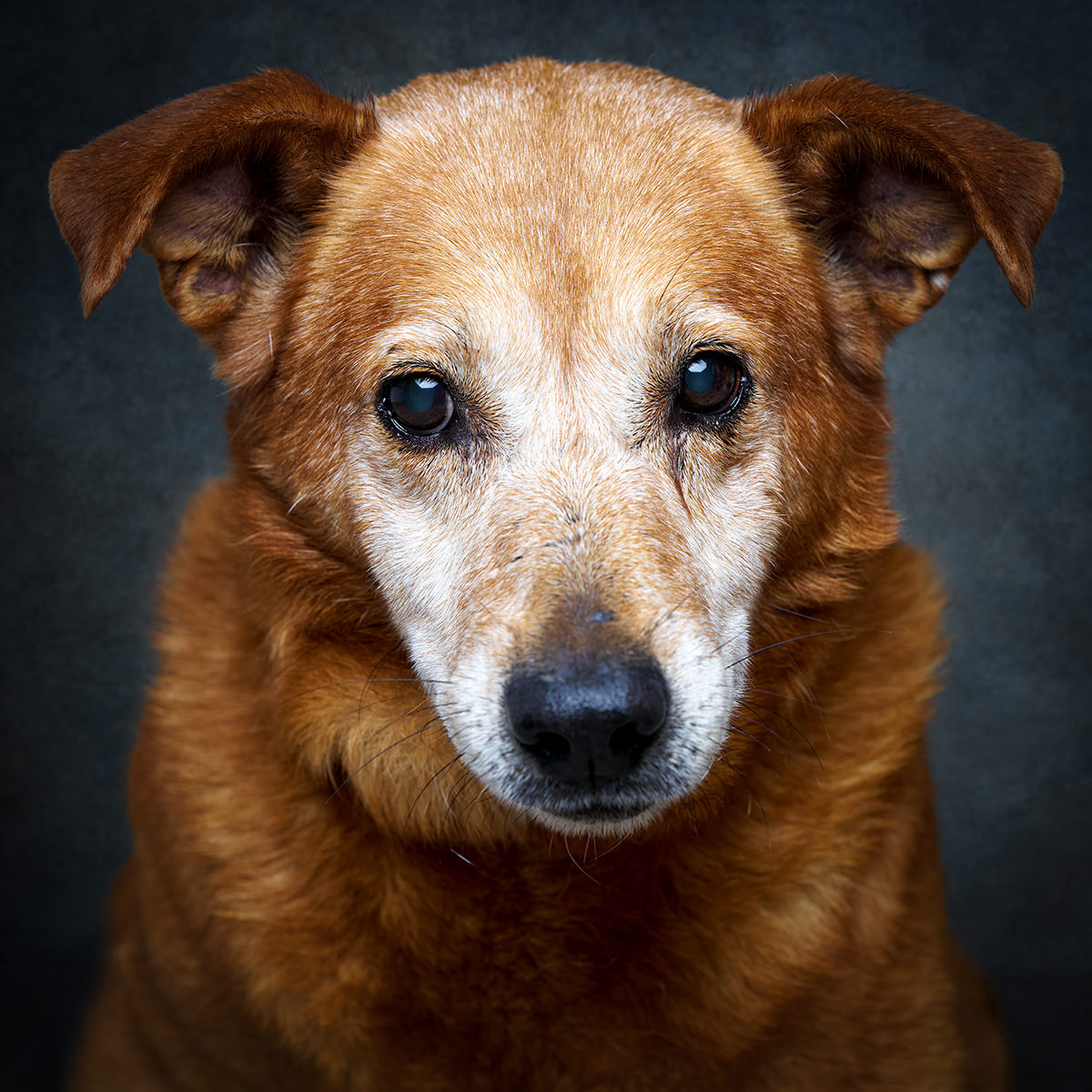 Retrato de Abel, cão para adoção em Leiria