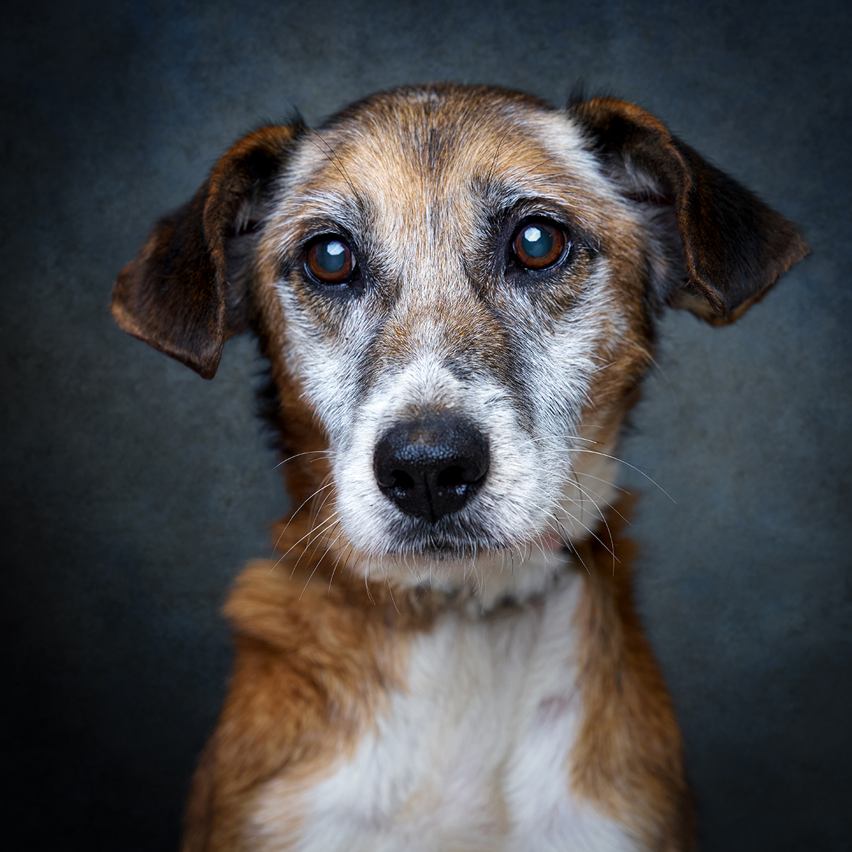 Retrato de Fiel, cão para adoção em Leiria