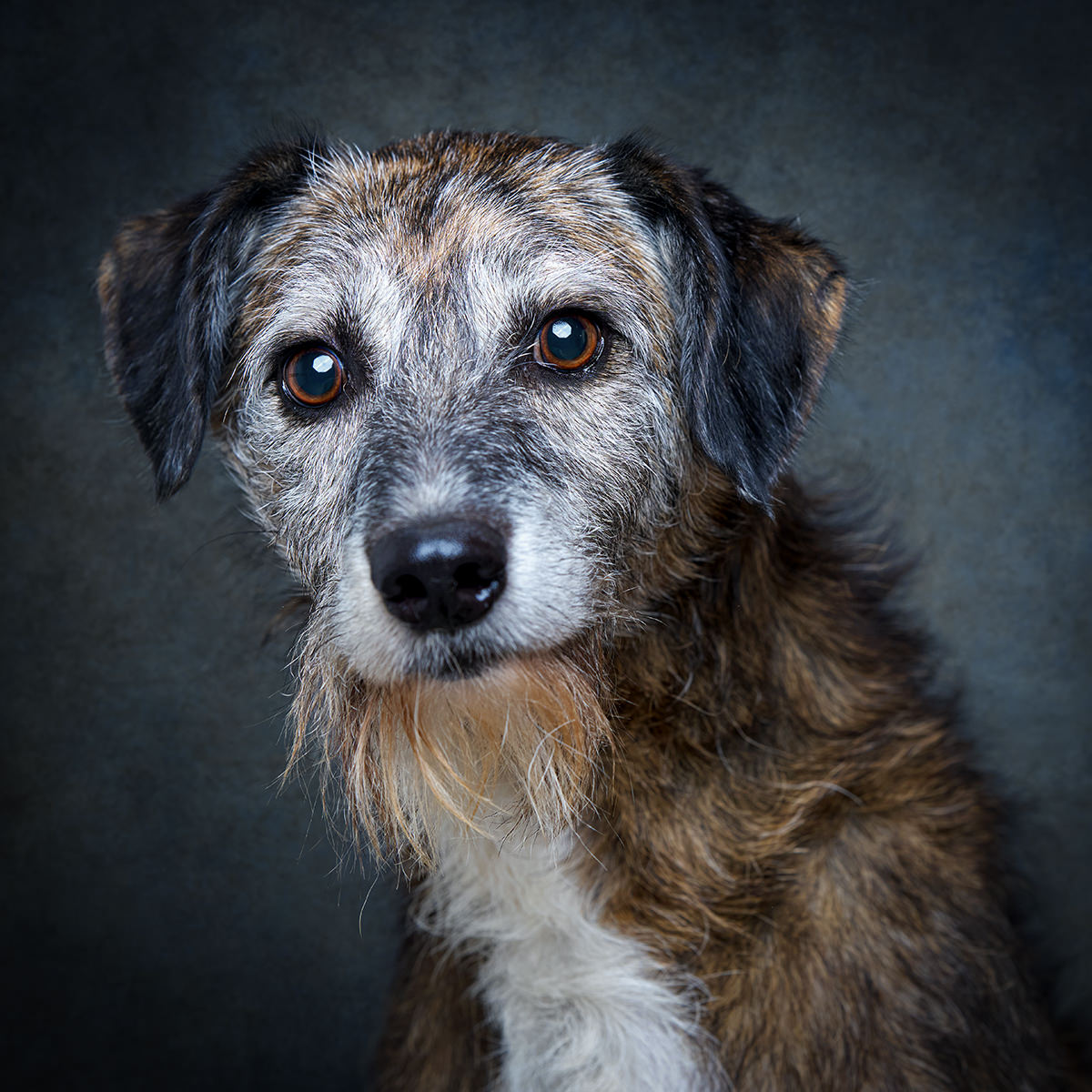 Retrato de Marlon, cão para adoção em Leiria