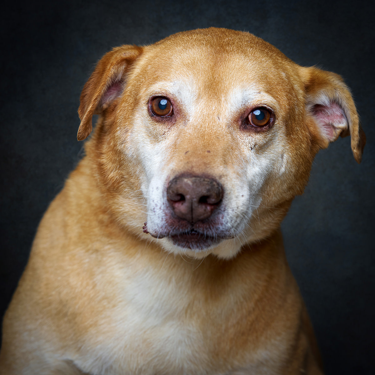 Retrato de Zapata, cão para adoção em Leiria