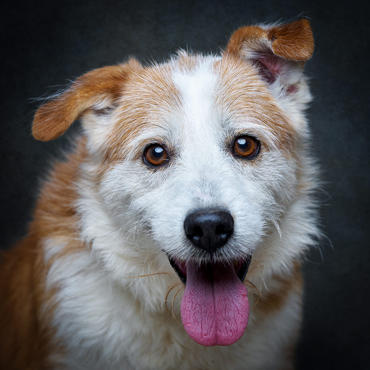 Retrato de Mauzão, cão para adoção em Leiria