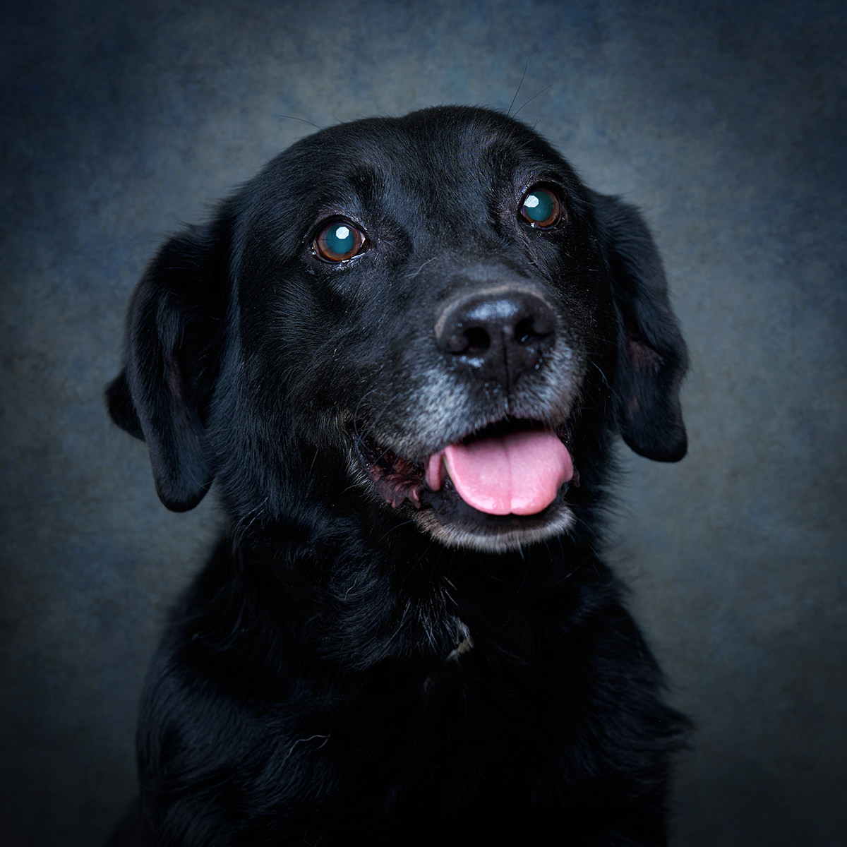 Retrato de Paco, cão para adoção em Leiria