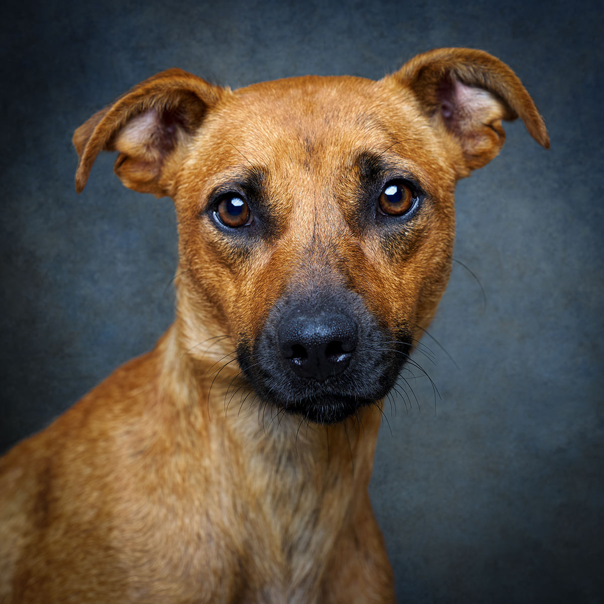 Retrato de Dior, cadela para adoção em Leiria