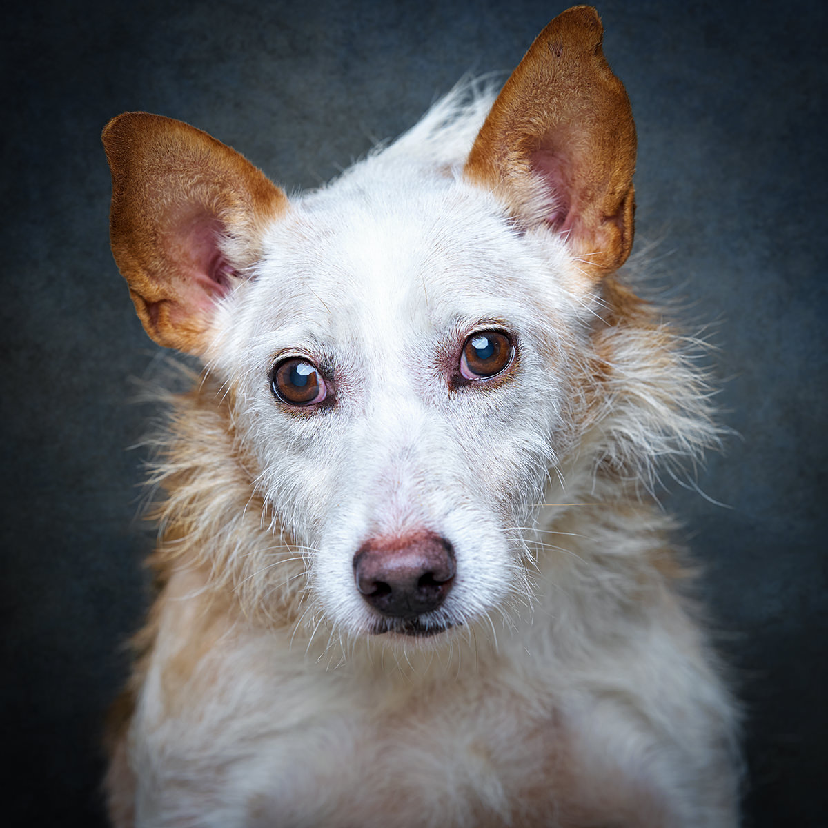 Retrato de Bocas, cão para adoção em Leiria