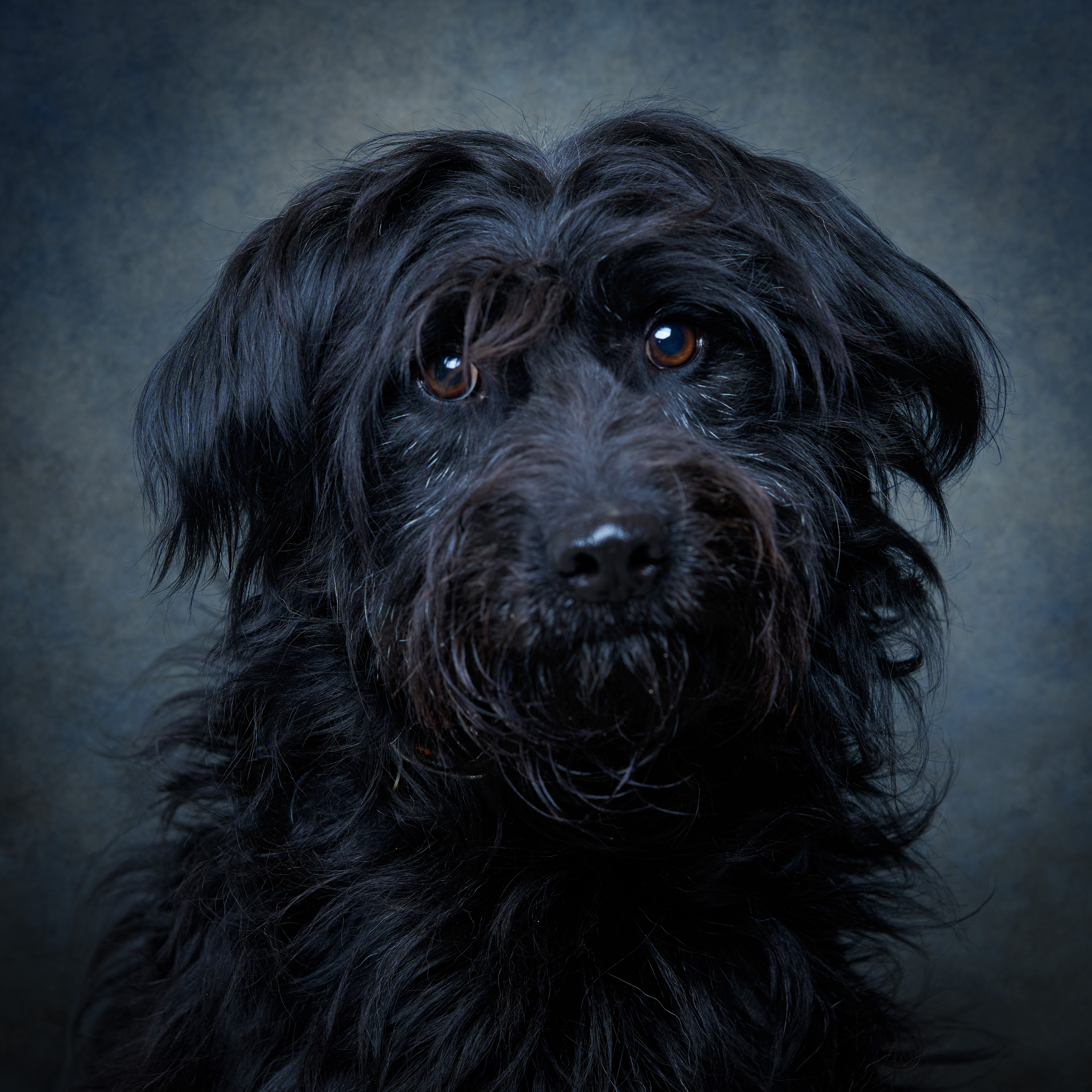 Retrato de Alfarroba, cão para adoção em Leiria