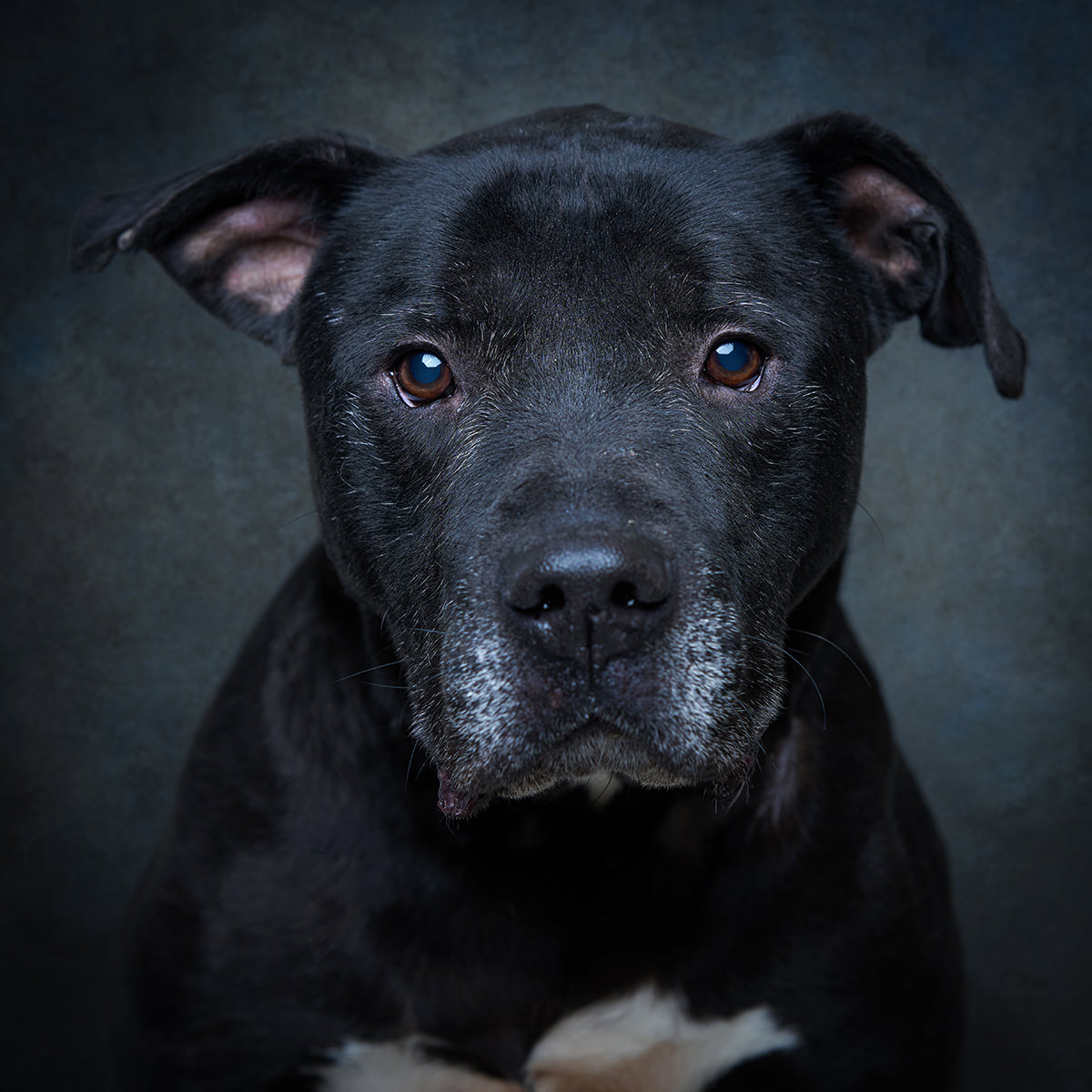 Retrato de Noa, cão para adoção em Leiria