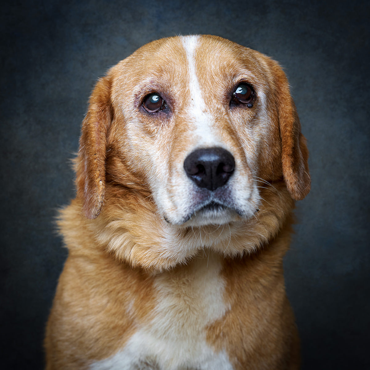 Retrato de Tito, cão para adoção em Leiria