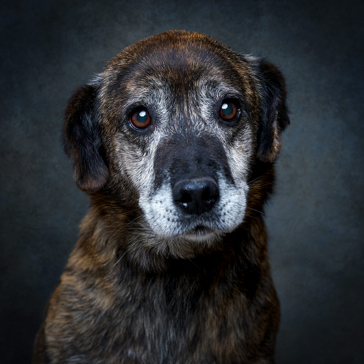 Retrato de Simão, cão para adoção em Leiria