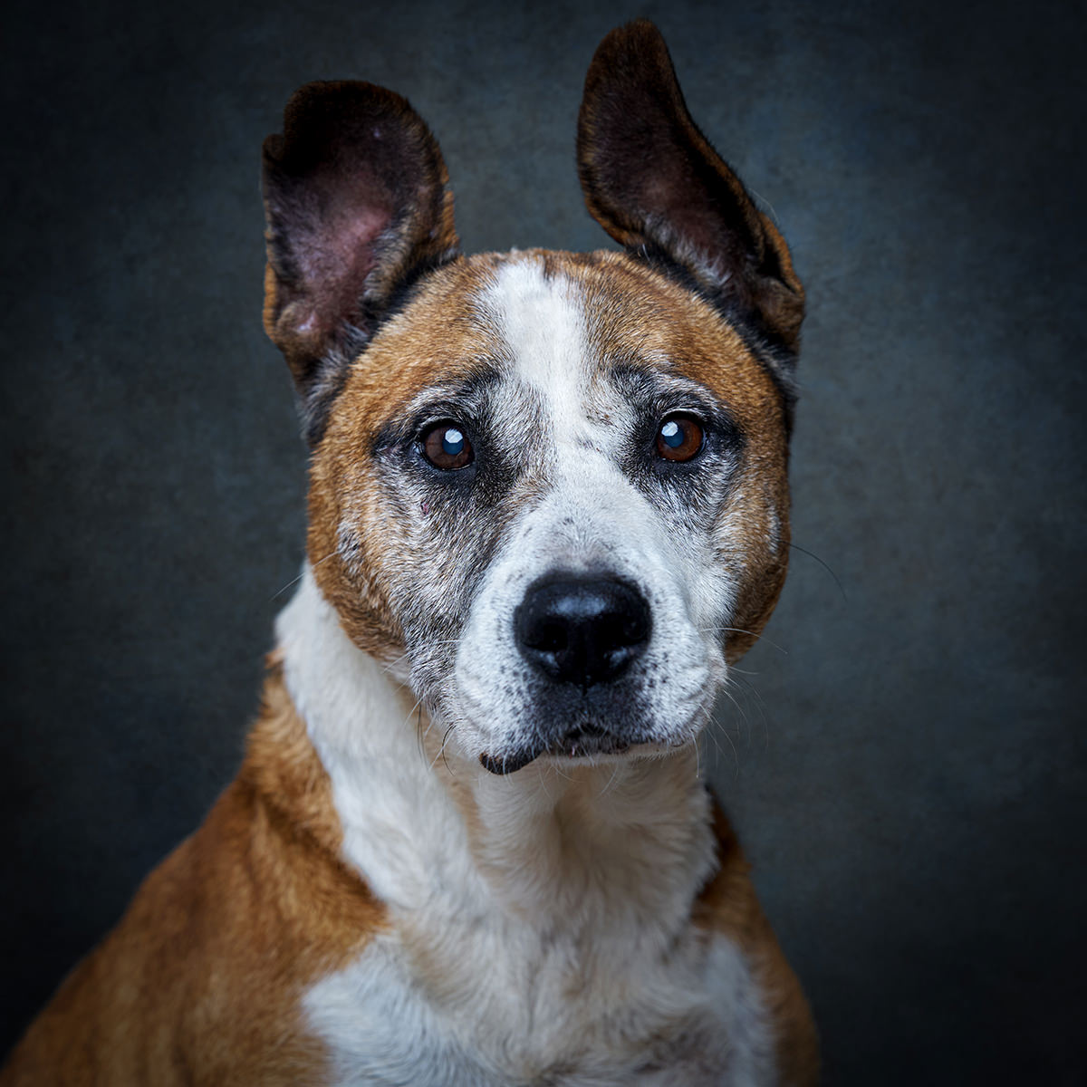 Retrato de Benji, cão para adoção em Leiria
