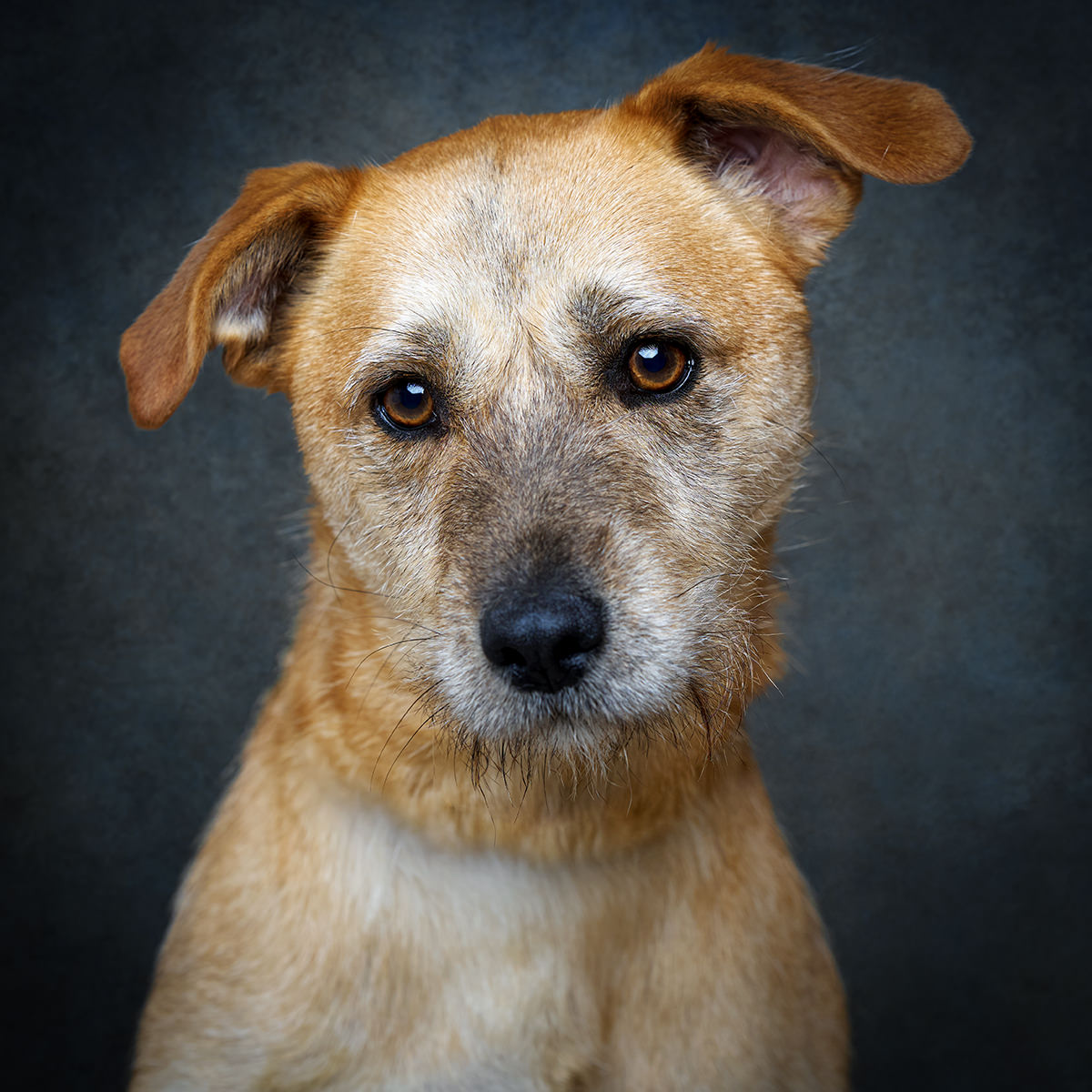 Retrato de Fit, cão para adoção em Leiria