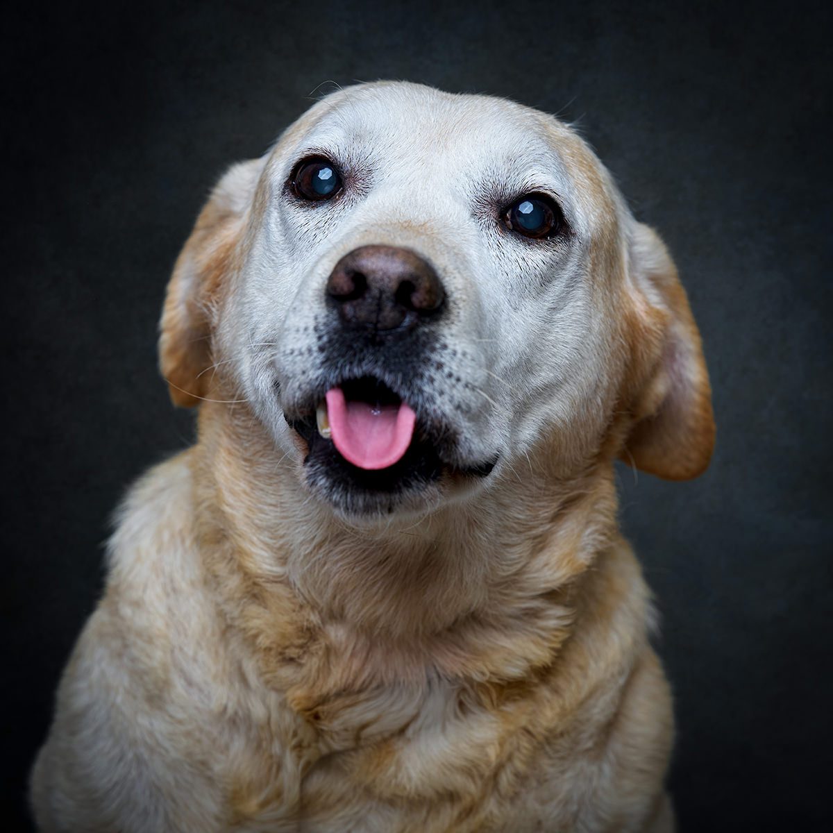 Retrato de Sr. Bolacha, cão para adoção em Leiria